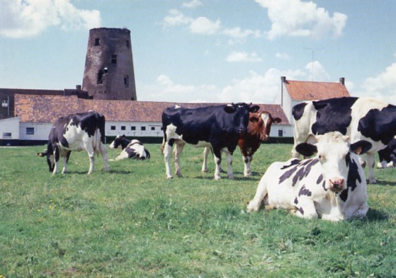 PK WV 044 Moorsele (W.Vl.)